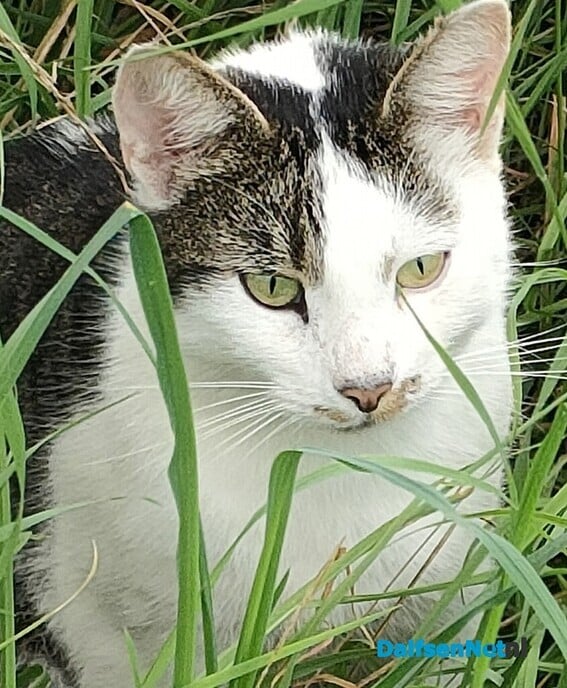 Kat vermist? - Foto: Ingezonden foto