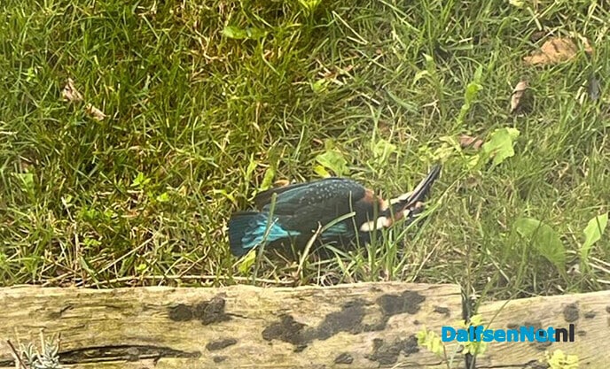 IJsvogel gevonden voor opzetten - Foto: Ingezonden foto