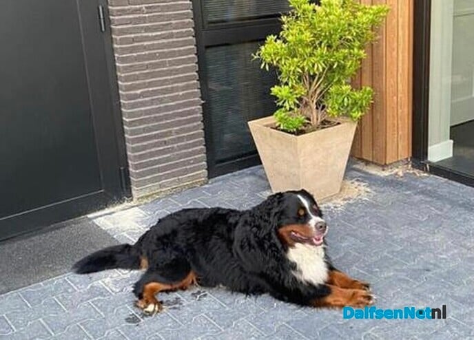 Hond vermist en weer terug - Foto: Ingezonden foto