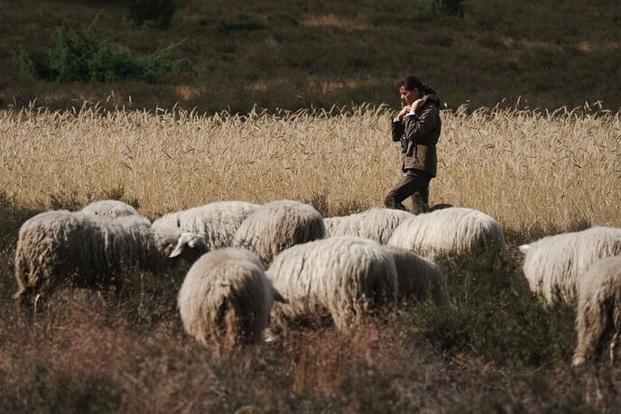 ‘OpStap’ opzoek naar de kudde op de Lemelerberg - Foto: Ingezonden foto