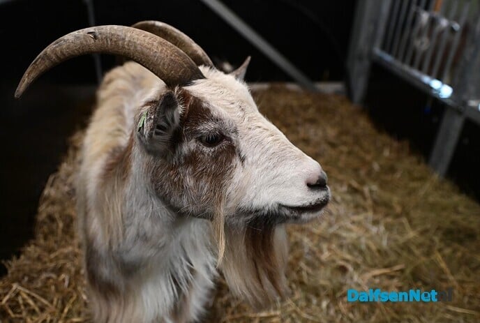 Geslaagde dag met veel activiteiten tijdens Beleef Nieuwleusen - Foto: Johan Bokma