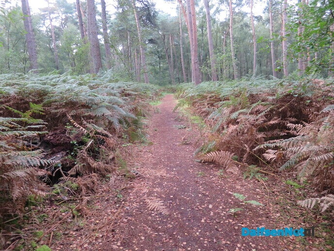 Prachtige heidewandeling vanaf Het Boskamp - Foto: Wim