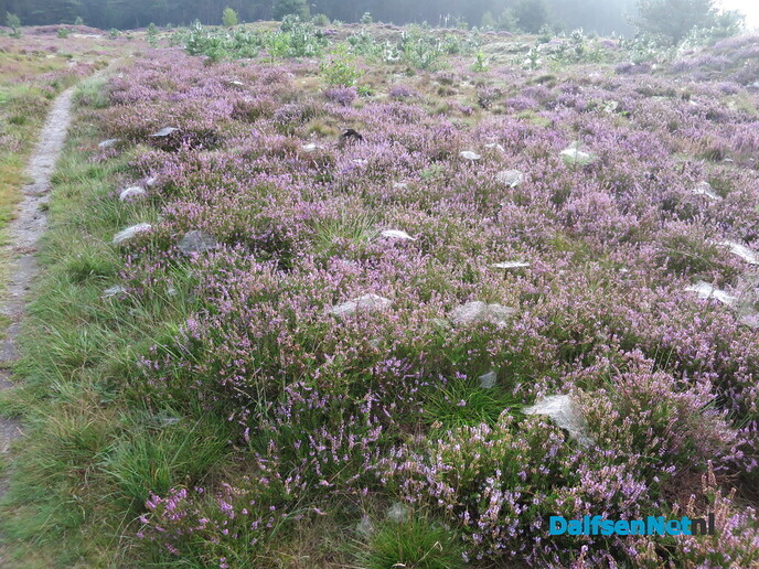 Prachtige heidewandeling vanaf Het Boskamp - Foto: Wim