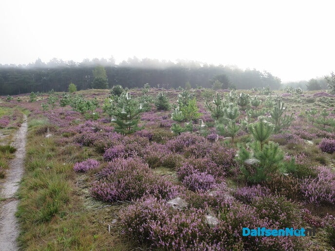 Prachtige heidewandeling vanaf Het Boskamp - Foto: Wim