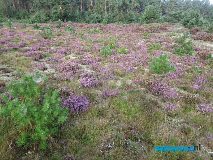 Prachtige heidewandeling vanaf Het Boskamp - Foto: Wim