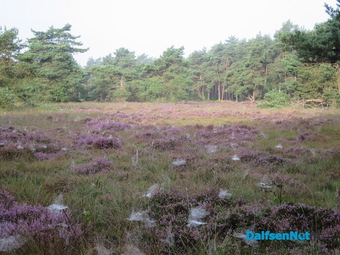 Prachtige heidewandeling vanaf Het Boskamp - Foto: Wim