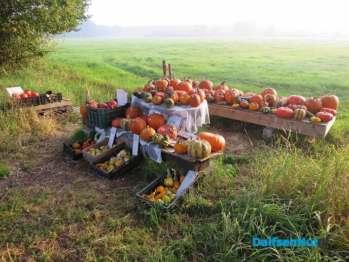 Een nevelige zondagmorgen - Foto: Wim