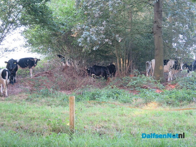 Een nevelige zondagmorgen - Foto: Wim