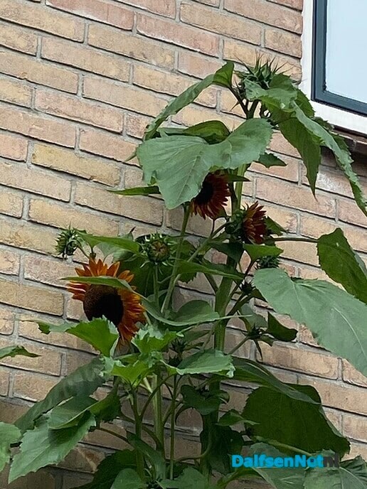 Reuze zonnebloem - Foto: Ingezonden foto