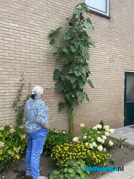 Reuze zonnebloem - Foto: Ingezonden foto