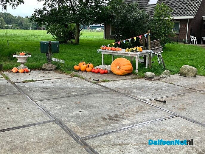 Pompoenen - Foto: Ingezonden foto