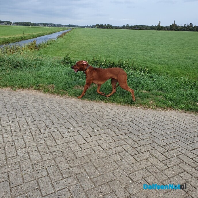 Dwalende hond - Foto: Ingezonden foto