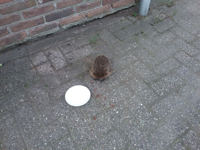 Egel overdag? Meestal niet goed - Foto: Eigen geleverde foto