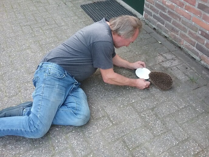 Egel overdag? Meestal niet goed - Foto: Eigen geleverde foto
