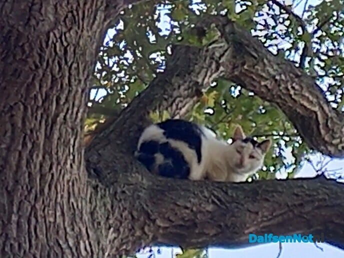 Wie mist er een poes? - Foto: Ingezonden foto