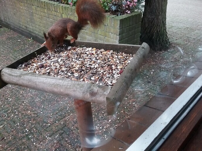 Ze zitten al voor het raam - Foto: Ingezonden foto
