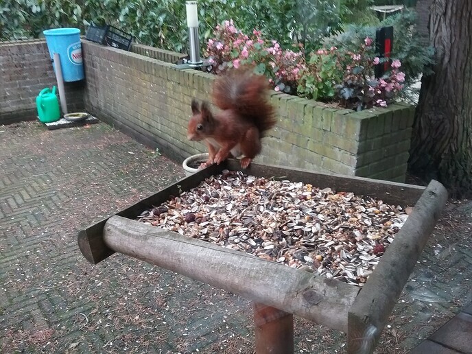 Ze zitten al voor het raam - Foto: Ingezonden foto