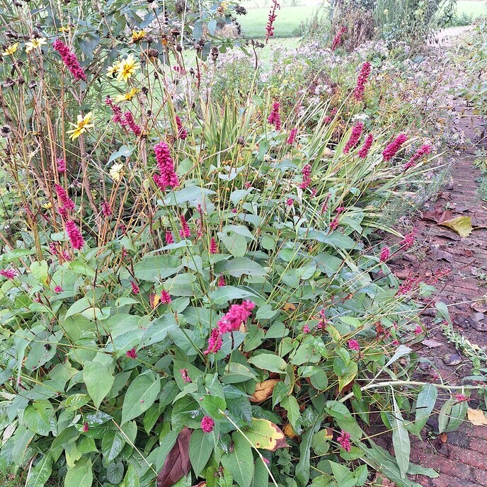 Maak je tuin niet winterklaar - Foto: Ingezonden foto