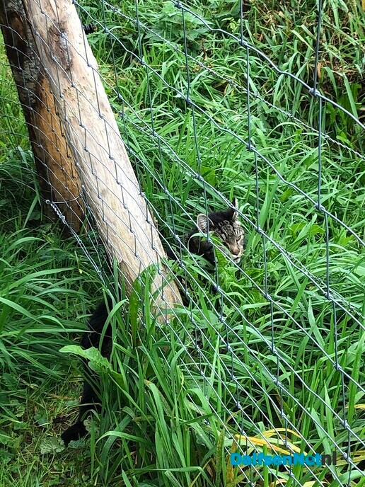 Wie herkent deze kat? - Foto: Ingezonden foto