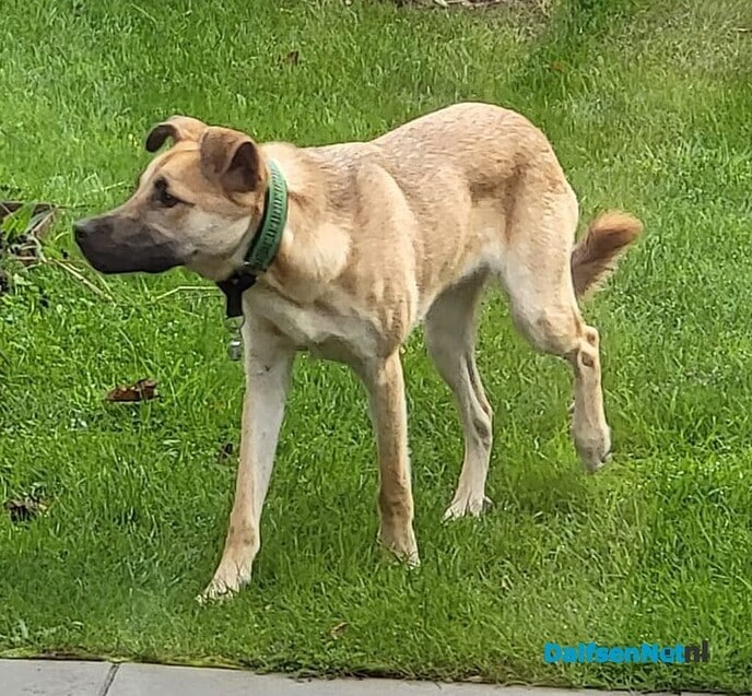 Hond in de buurt - Foto: Ingezonden foto