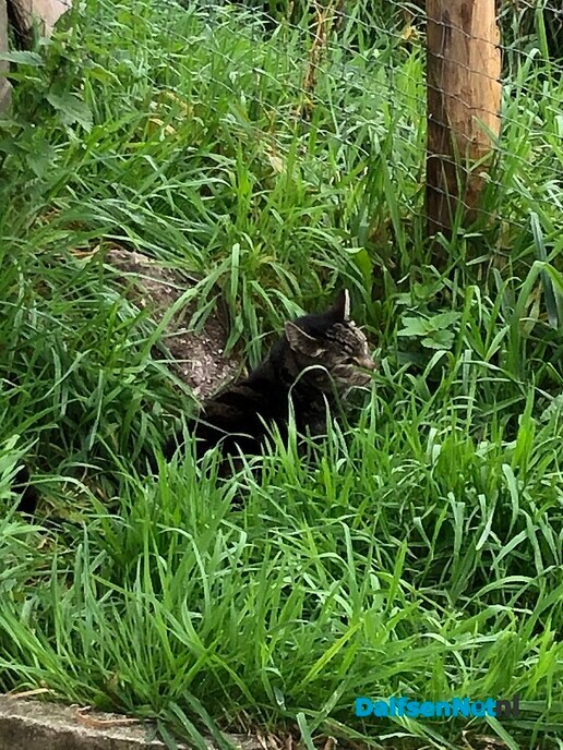 Wie herkent deze kat? - Foto: Ingezonden foto
