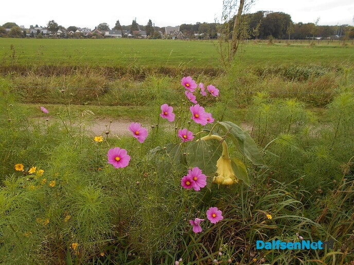 Hoonhorst staat weer mooi in de bloei