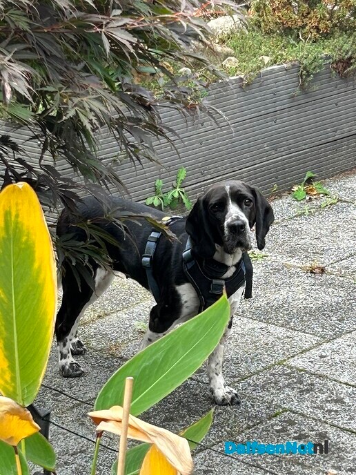 Hond kwijt?? - Foto: Ingezonden foto