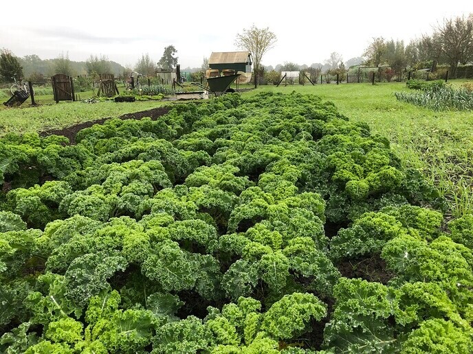 Goede opbrengst sociale tuin Nieuwleusen Synergie - Foto: Ingezonden foto