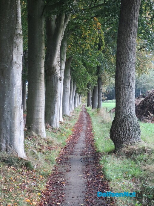 De eerste wintertijdwandeling, het regent blad - Foto: Wim