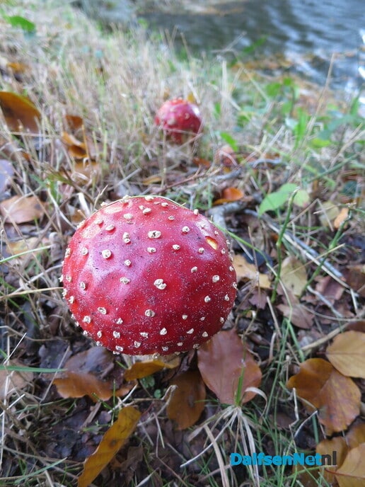 De eerste wintertijdwandeling, het regent blad - Foto: Wim