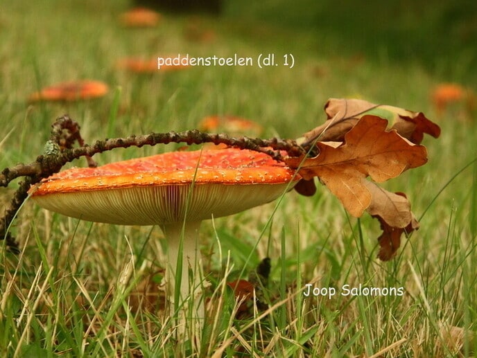 Nederlandse paddenstoelen - Foto: Eigen geleverde foto