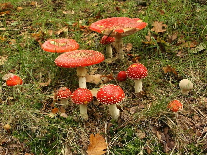 Nederlandse paddenstoelen - Foto: Eigen geleverde foto