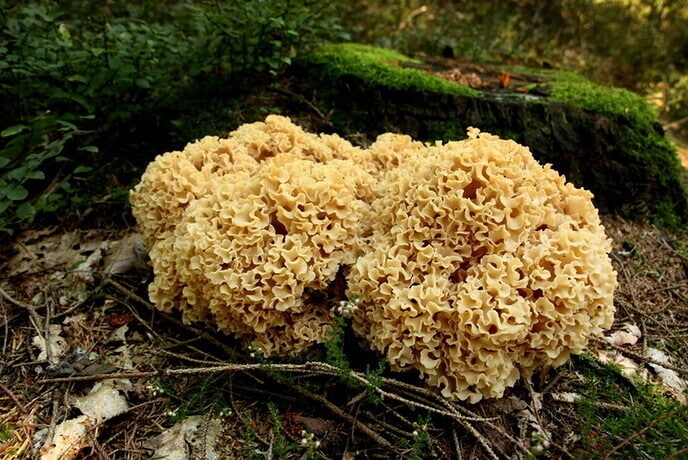 Nederlandse paddenstoelen - Foto: Eigen geleverde foto
