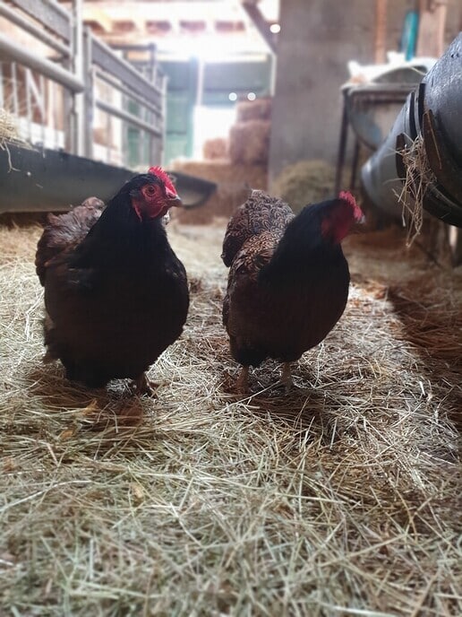 Boeren buren dag in de Marshoek - Foto: Ingezonden foto