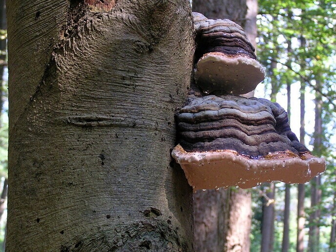 Nederlandse paddenstoelen - Foto: Eigen geleverde foto