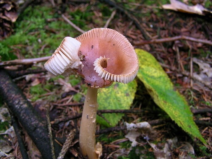 Nederlandse paddenstoelen - Foto: Eigen geleverde foto