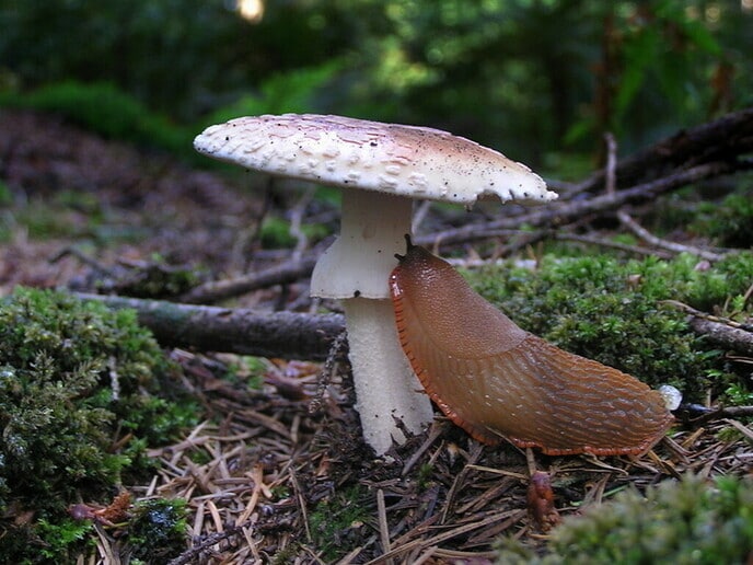 Nederlandse paddenstoelen - Foto: Eigen geleverde foto