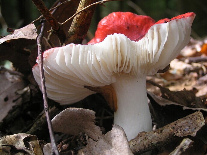 Nederlandse paddenstoelen - Foto: Eigen geleverde foto