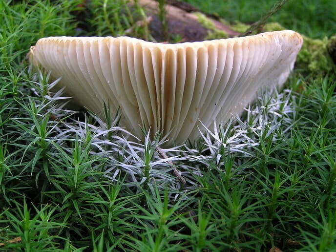 Nederlandse paddenstoelen - Foto: Eigen geleverde foto