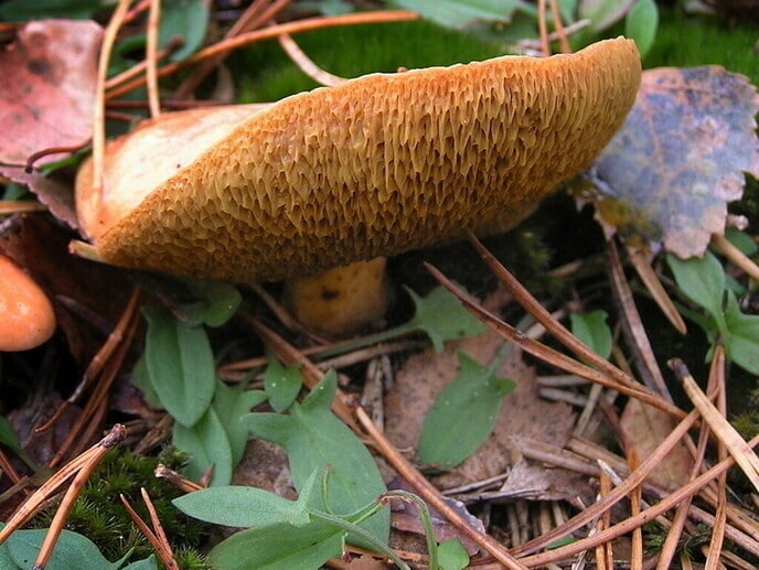 Nederlandse paddenstoelen - Foto: Eigen geleverde foto