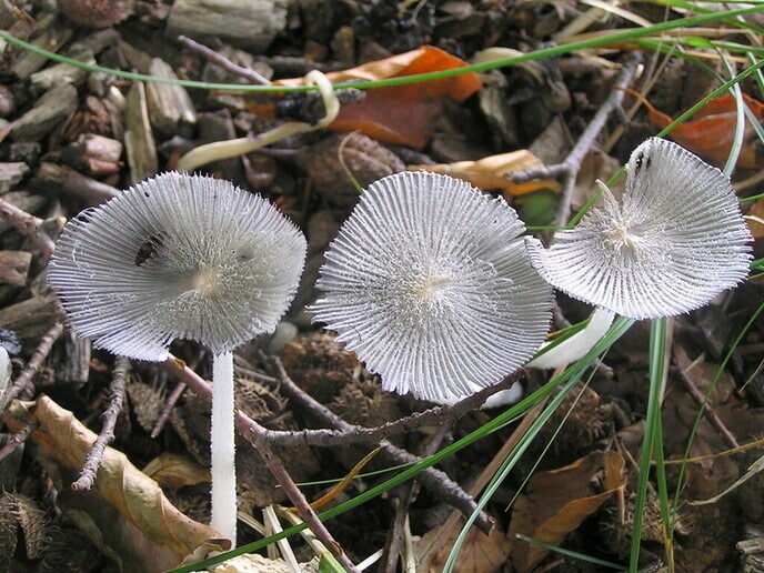 Nederlandse paddenstoelen - Foto: Eigen geleverde foto