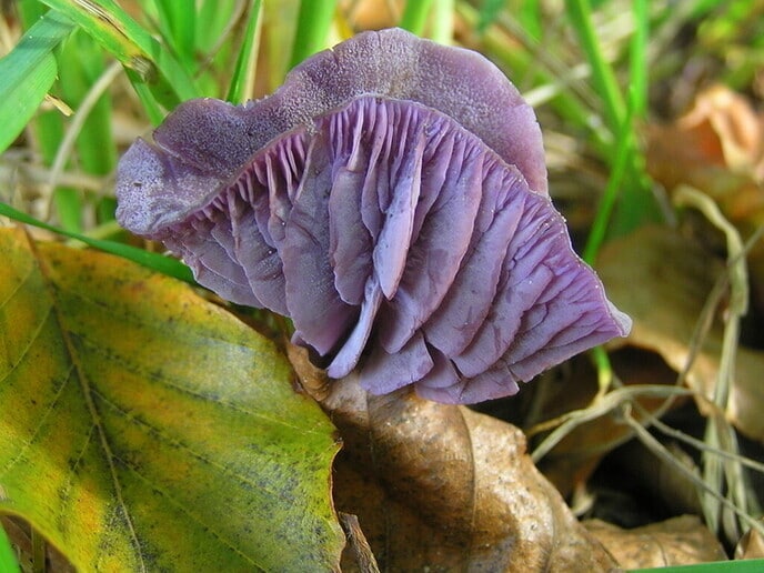 Nederlandse paddenstoelen - Foto: Eigen geleverde foto