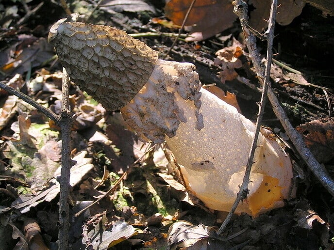 Nederlandse paddenstoelen - Foto: Eigen geleverde foto