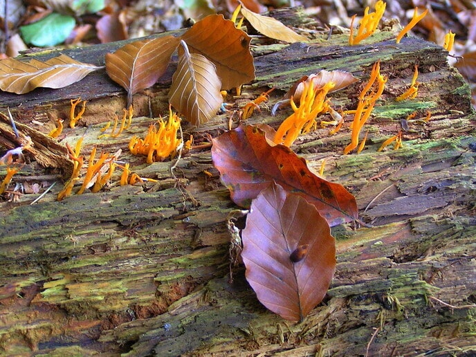 Nederlandse paddenstoelen - Foto: Eigen geleverde foto