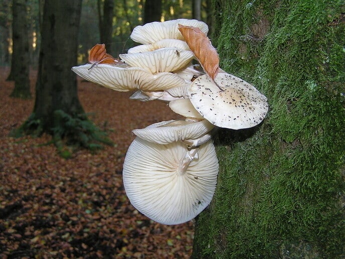 Nederlandse paddenstoelen - Foto: Eigen geleverde foto