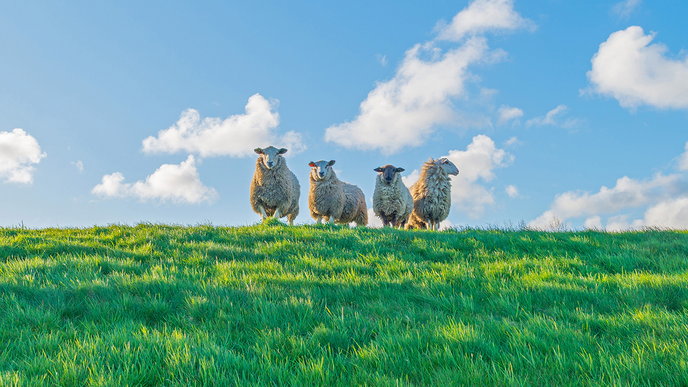 Geen schapen op de dijk tijdens stormseizoen - Foto: Ingezonden foto