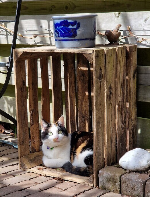 Poes Lappa vermist - Foto: Eigen geleverde foto