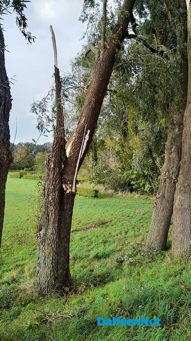 Boom omgewaaid, gemeentehuis gespaard gebleven! - Foto: Ingezonden foto