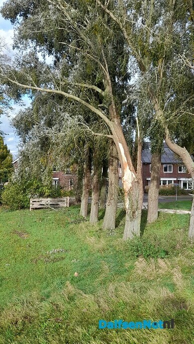 Boom omgewaaid, gemeentehuis gespaard gebleven! - Foto: Ingezonden foto