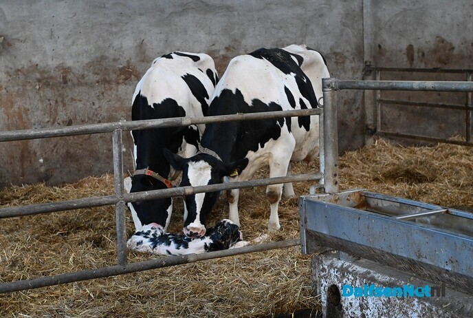 Cor Pierik op werkbezoek bij Melkveehouderij/Stalinrichtingen van Spijker - Foto: Johan Bokma